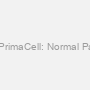 Rat Pancreas PrimaCell: Normal Pancreatic Islets